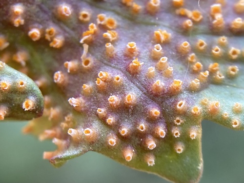 Puccinia cynodontis in life