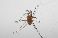 Graecophalangium atticum