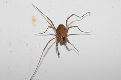 Graecophalangium atticum