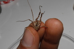 Graecophalangium atticum