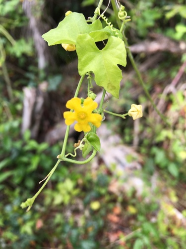 Guadeloupe Cucumber (Melothria pendula)