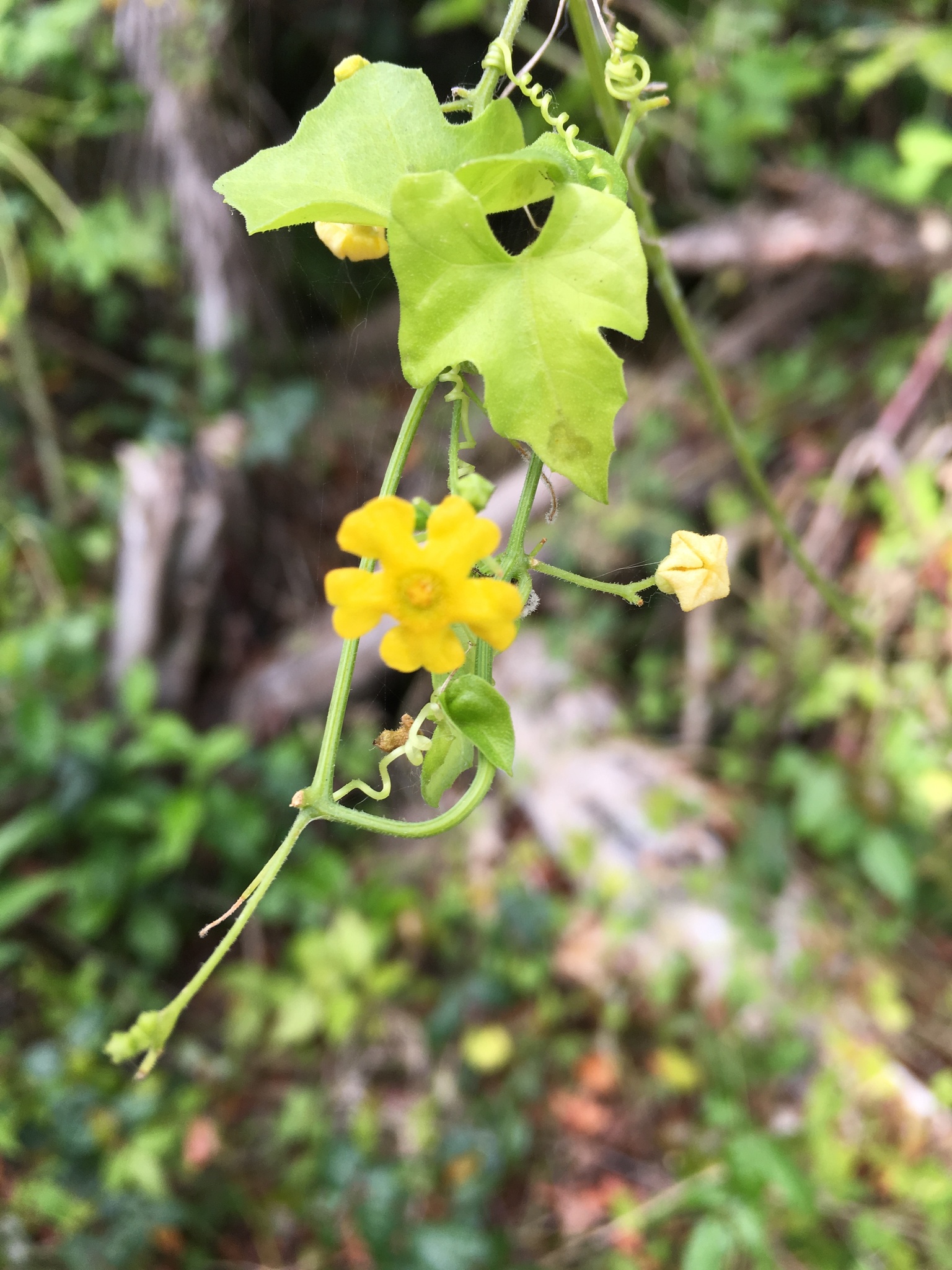 Guadeloupe Cucumber (Melothria pendula)