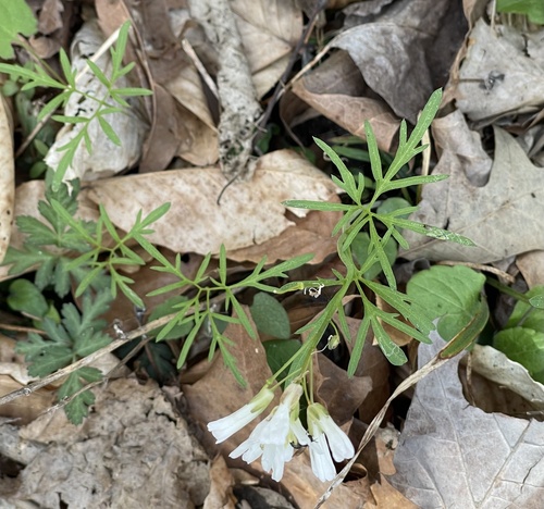 Forkleaf Toothwort (Cardamine dissecta)