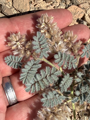 soft prairie clover (Dalea mollissima)