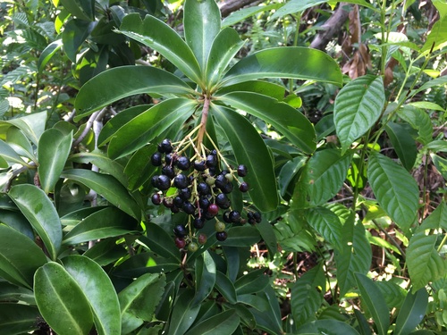 Marlberry (Ardisia escallonioides)