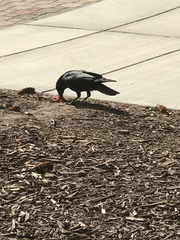 Corvus brachyrhynchos