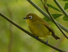 Zosterops virens virens