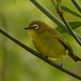 Yellow Cape White-Eye - Photo (c) Terry Rosenmeier, some rights reserved (CC BY-NC), uploaded by Terry Rosenmeier