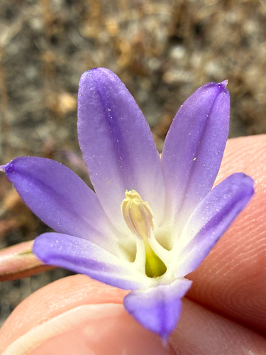 Orcutt's brodiaea (Brodiaea orcuttii)