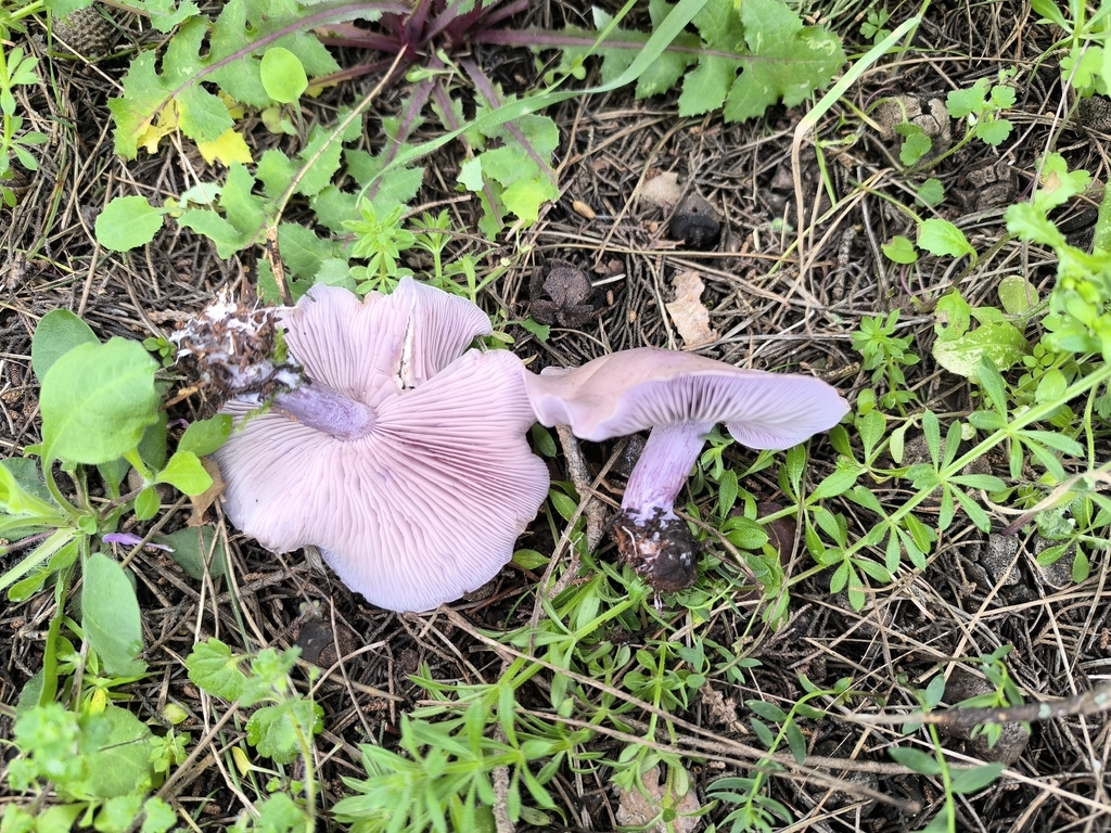 Collybia nuda · April 2026 · photo: © meaglinumut (iNaturalist, cc-by)