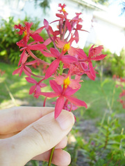 Epidendrum ibaguense