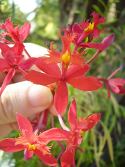 Epidendrum ibaguense