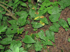 Golovinomyces cynoglossi