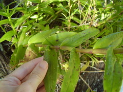 Epidendrum ibaguense