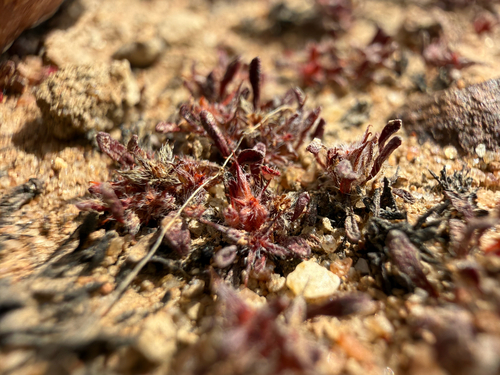 Knotweed Spineflower (Chorizanthe polygonoides)