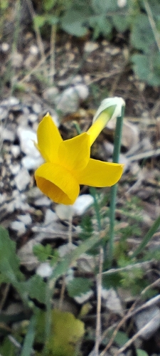Narcissus cuatrecasasii, photograph 2