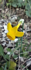Narcissus cuatrecasasii, photograph (c) Santiago Martín-Bravo, some rights reserved (CC BY)