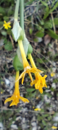 Narcissus cuatrecasasii, photograph 4