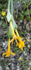 Narcissus cuatrecasasii, photograph (c) Santiago Martín-Bravo, some rights reserved (CC BY)