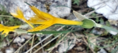 Narcissus cuatrecasasii, photograph (c) Santiago Martín-Bravo, some rights reserved (CC BY)