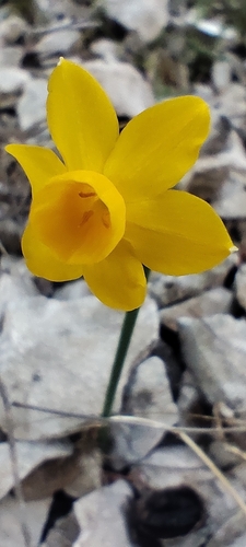 Narcissus cuatrecasasii