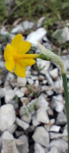 Narcissus cuatrecasasii, photograph 6
