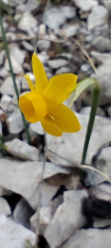 Narcissus cuatrecasasii, photograph 3