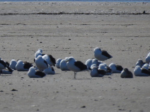 iNaturalist: (c) Eduardo Kucich, some rights reserved (CC BY-NC), uploaded by Eduardo Kucich iNaturalist image