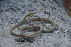 Oxybelis microphthalmus