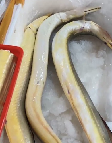 Yellow pike conger (Congresox talabon) — Muraenesocidae — 5
