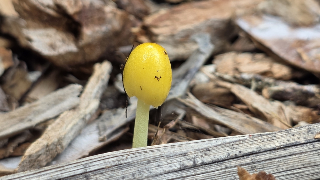 Bolbitius titubans · April 2026 · photo: © genevieveearly (iNaturalist, cc-by)