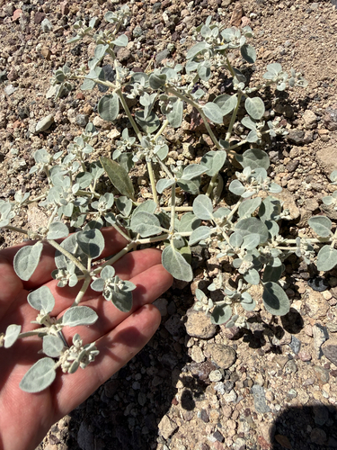 Honeysweet (Tidestromia suffruticosa)