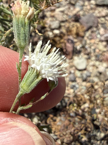 pebble pincushion (Chaenactis carphoclinia)