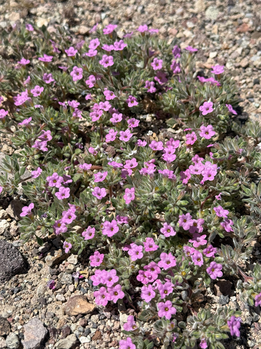 purple mat (Nama demissa)
