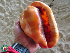 Cypraecassis rufa