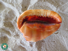 Cypraecassis rufa