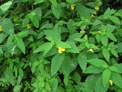 Podosphaera balsaminae