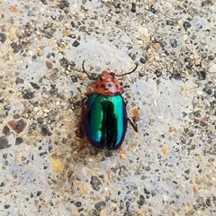 Kuschelina gibbitarsa