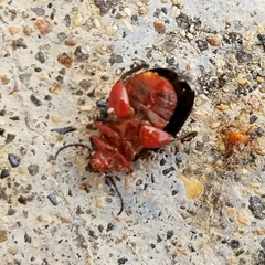 Kuschelina gibbitarsa