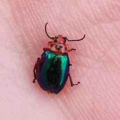 Kuschelina gibbitarsa