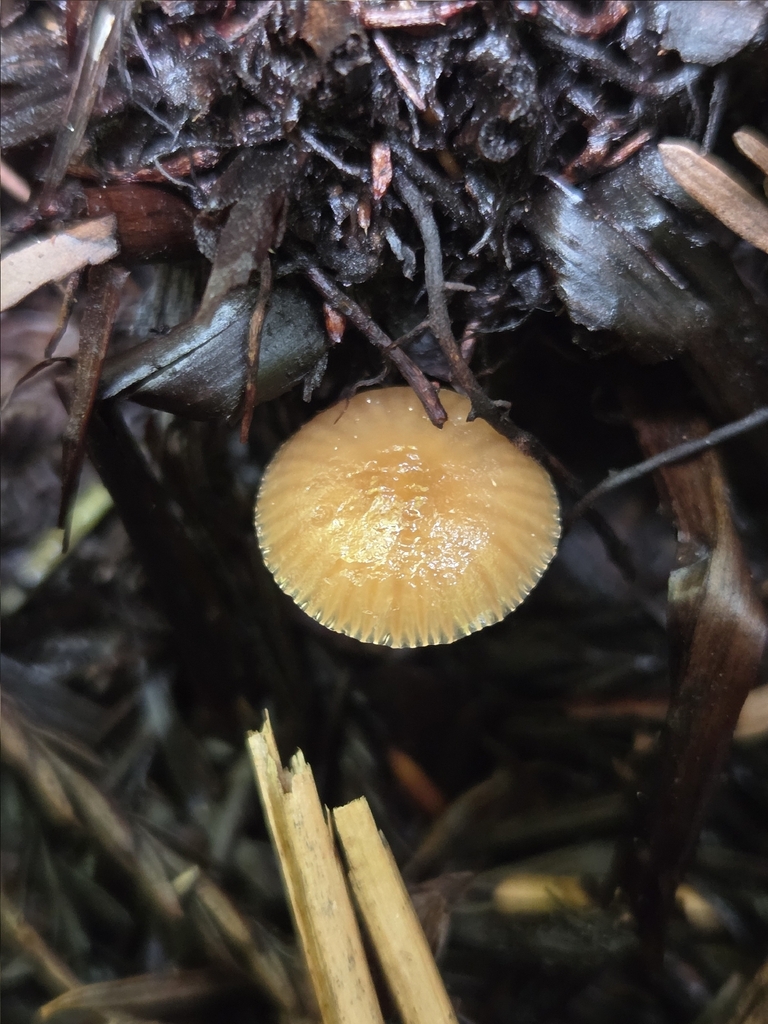 Gliophorus laetus · April 2026 · photo: © mandymushii (iNaturalist, cc-by)