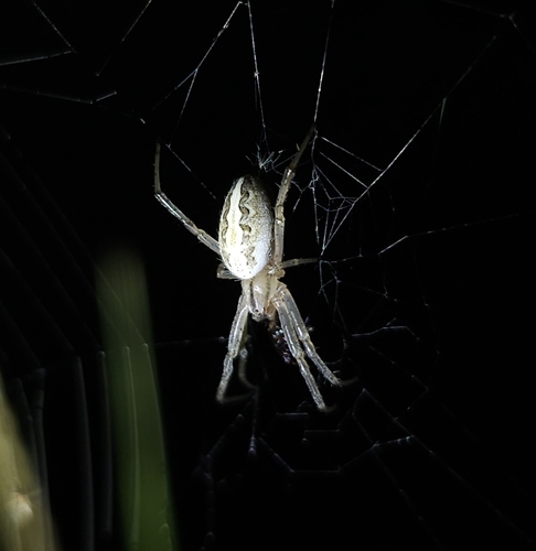 Grass Neoscona Spider