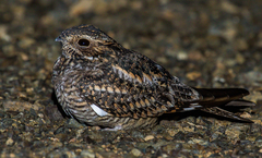 Lesser Nighthawk photo 3