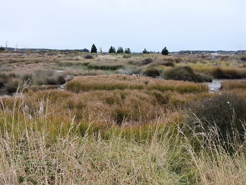 Caldwell's Clubrush (Bolboschoenus caldwellii)