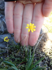 Crocidium multicaule