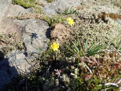 Crocidium multicaule