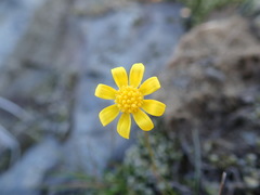 Crocidium multicaule