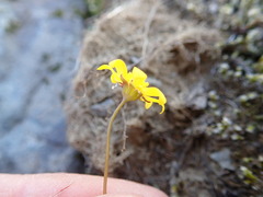 Crocidium multicaule