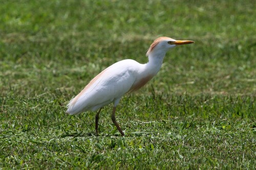 iNaturalist: (c) Brian Foley, some rights reserved (CC BY-NC), uploaded by Brian Foley iNaturalist image