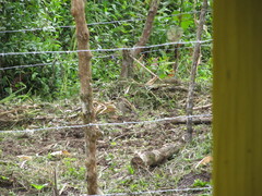 Turdus maculirostris